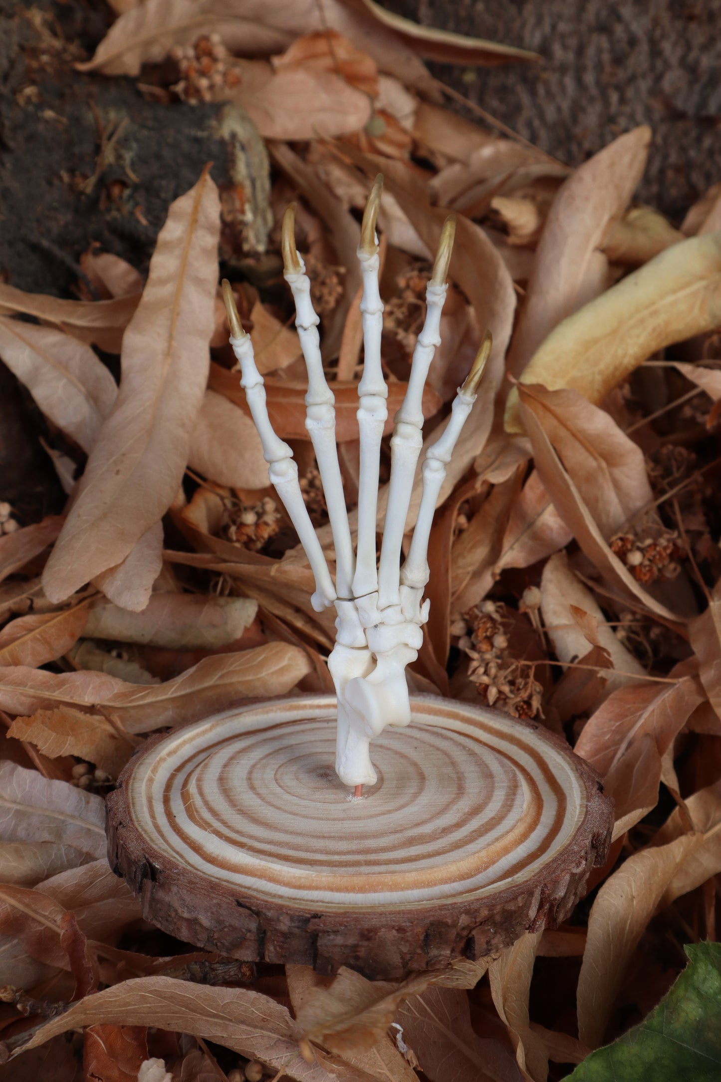 Raccoon Paw Articulation in Glass Dome