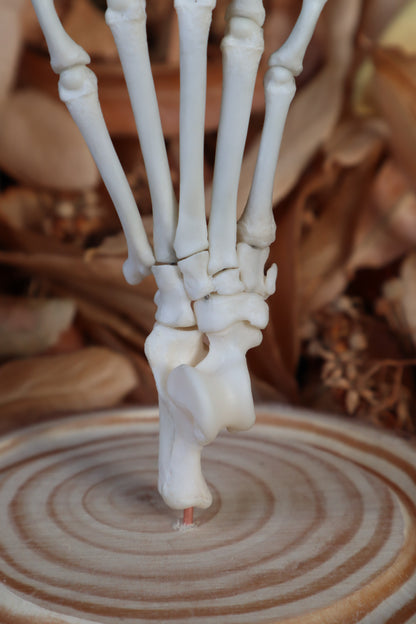 Raccoon Paw Articulation in Glass Dome