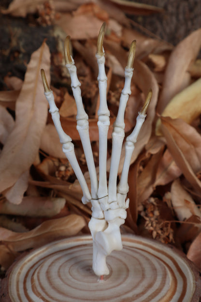 Raccoon Paw Articulation in Glass Dome