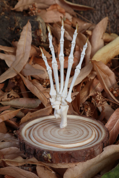 Raccoon Paw Articulation in Glass Dome
