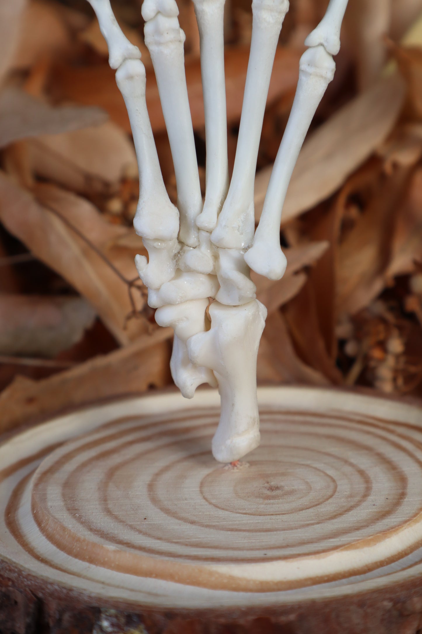 Raccoon Paw Articulation in Glass Dome