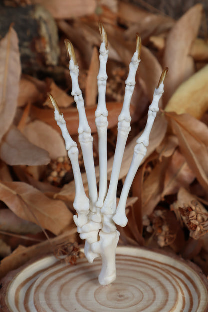 Raccoon Paw Articulation in Glass Dome