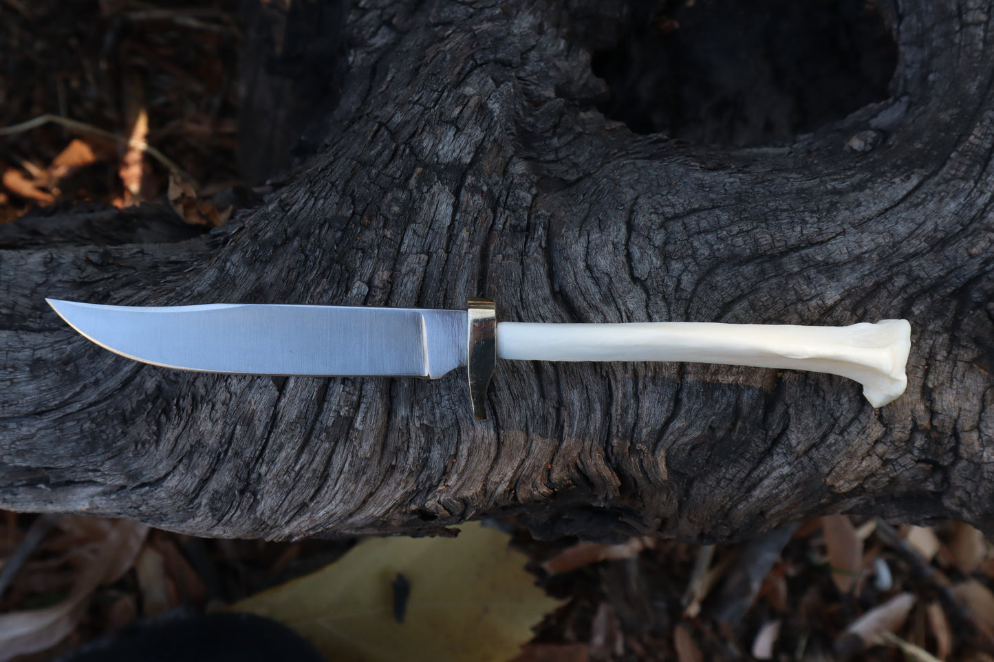 Domestic Cat Tibia Athame