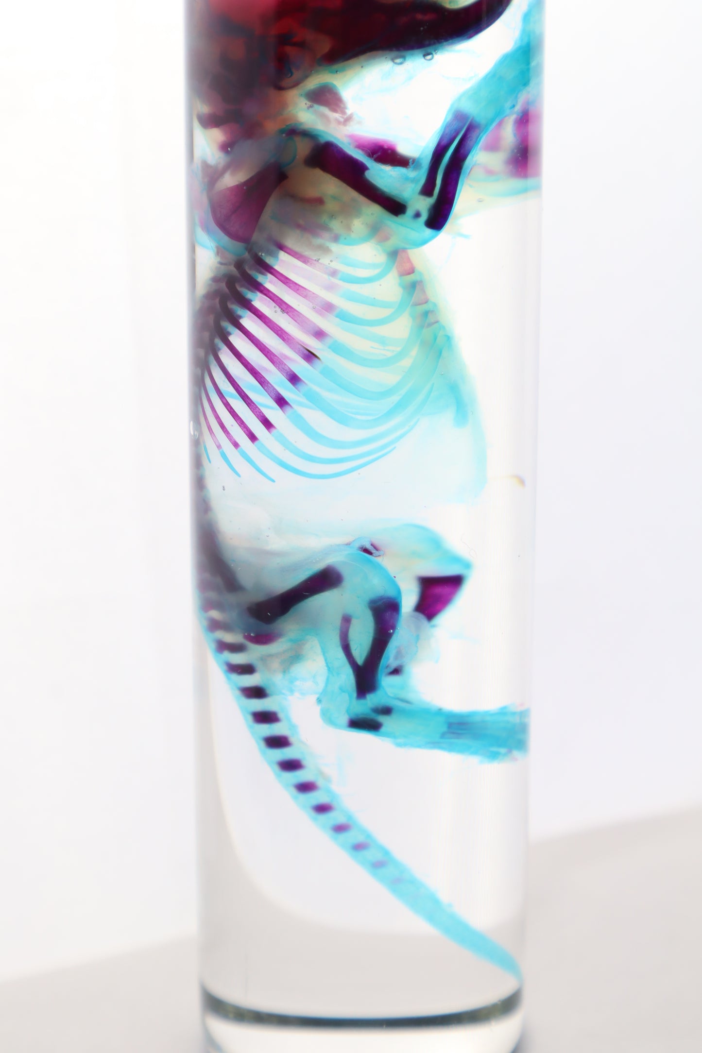 Diaphonized Juvenile Rat