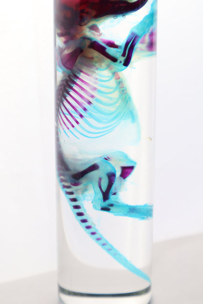 Diaphonized Juvenile Rat