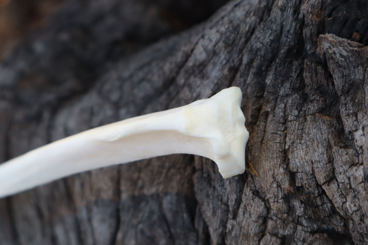 Domestic Cat Tibia Athame