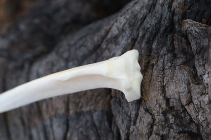 Domestic Cat Tibia Athame