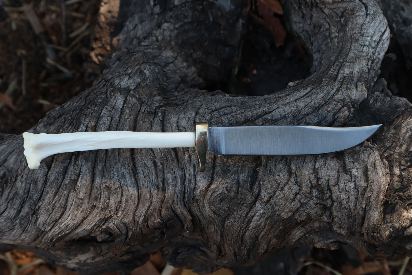 Domestic Cat Tibia Athame
