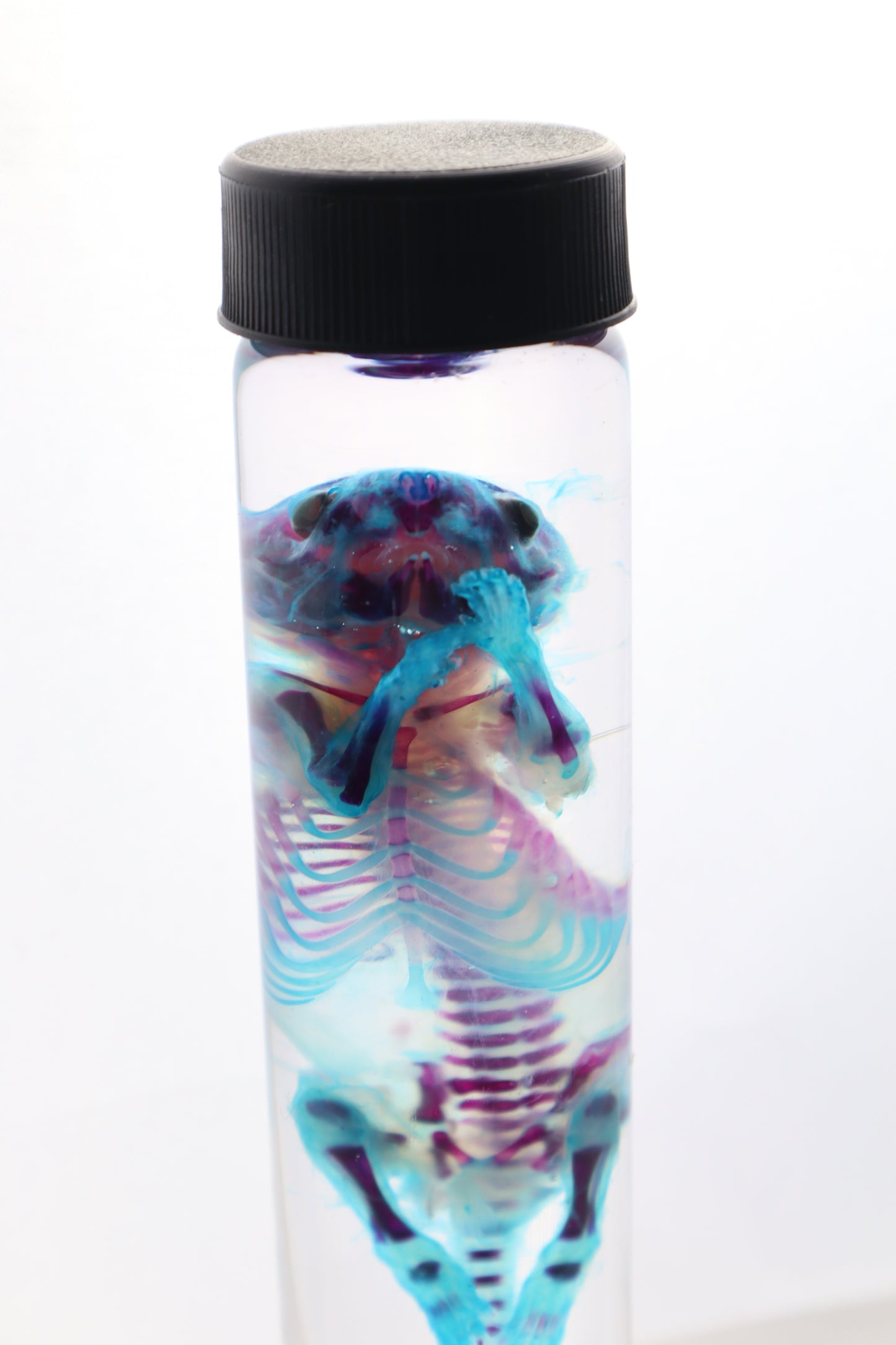 Diaphonized Juvenile Rat