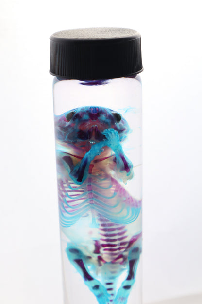 Diaphonized Juvenile Rat
