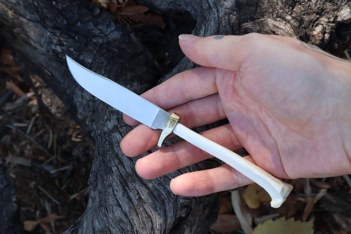 Domestic Cat Tibia Athame