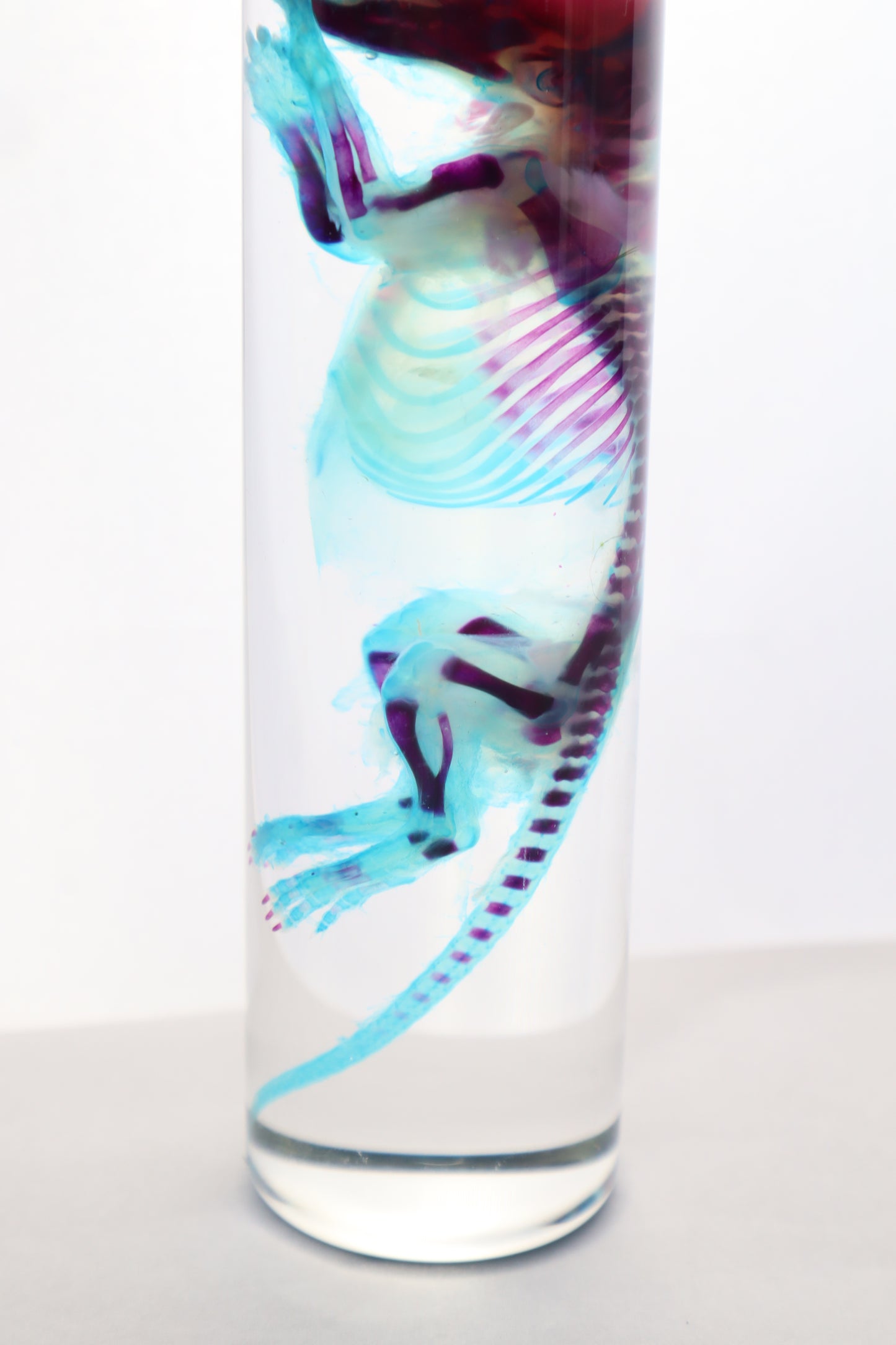 Diaphonized Juvenile Rat
