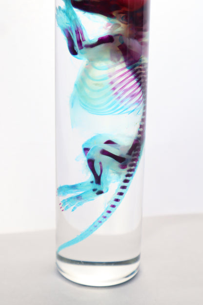 Diaphonized Juvenile Rat