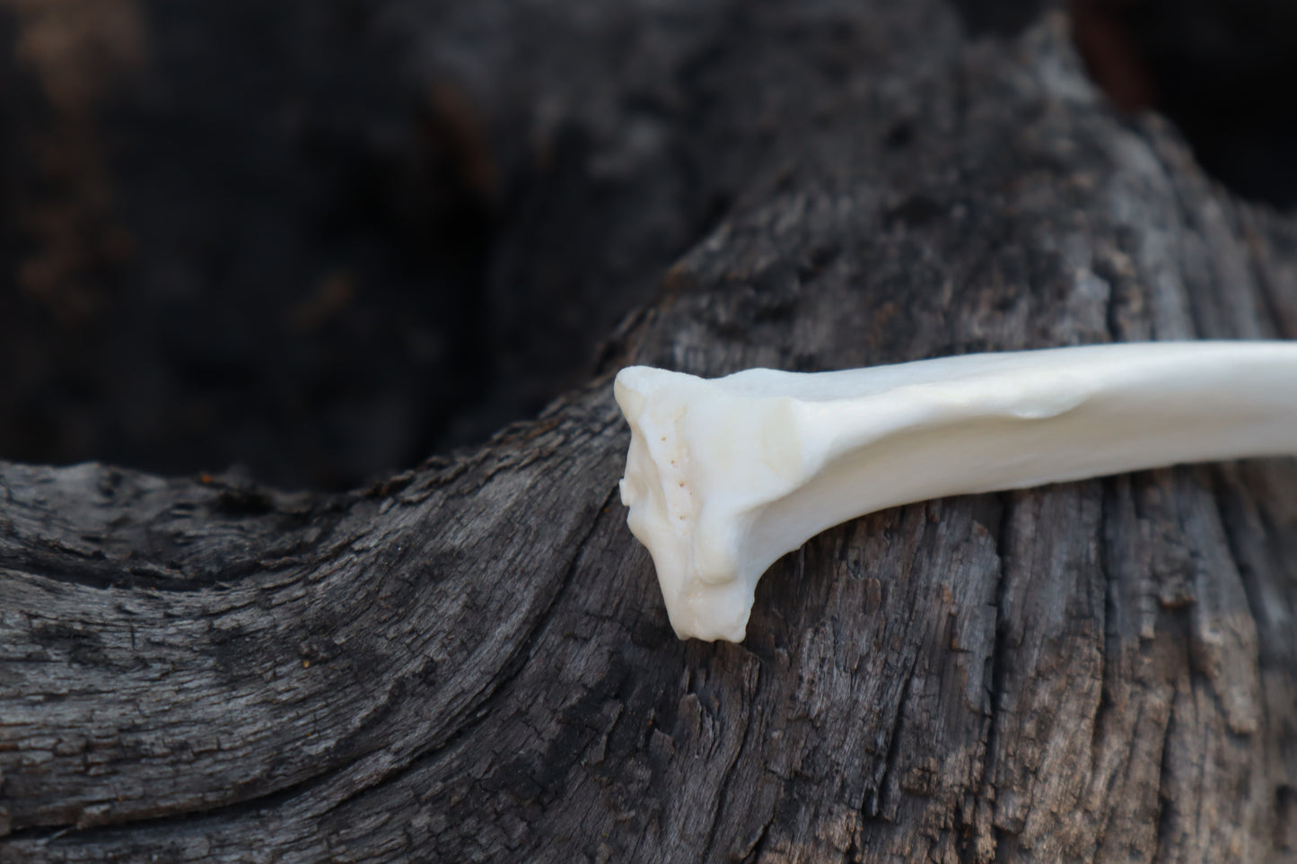 Reserved for Denea - Domestic Cat Tibia Knife