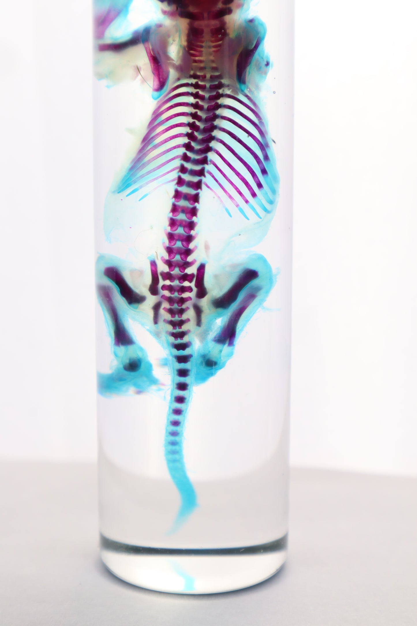 Diaphonized Juvenile Rat