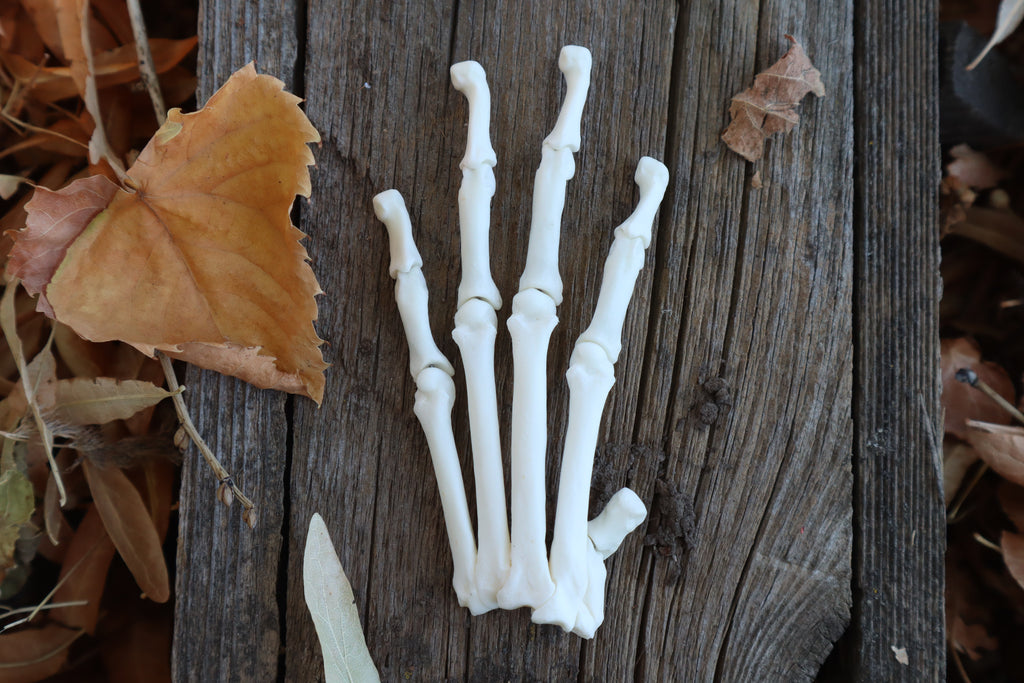 Partial Bobcat Paw Articulation