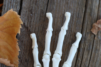 Partial Bobcat Paw Articulation