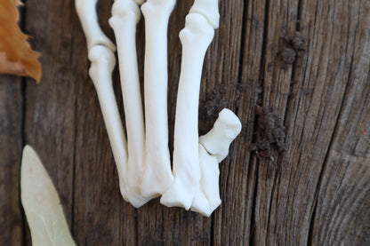 Partial Bobcat Paw Articulation