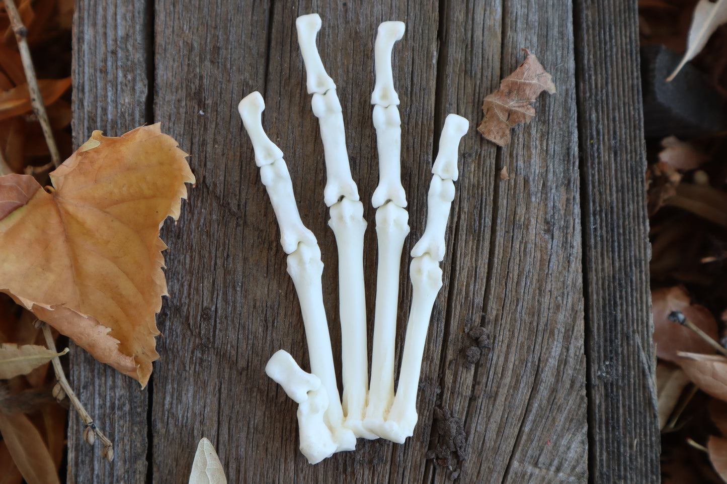 Partial Bobcat Paw Articulation