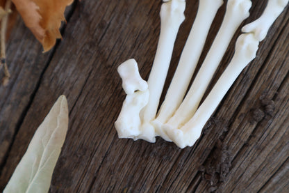 Partial Bobcat Paw Articulation