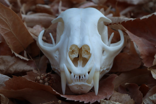 Alaskan Lynx Skull