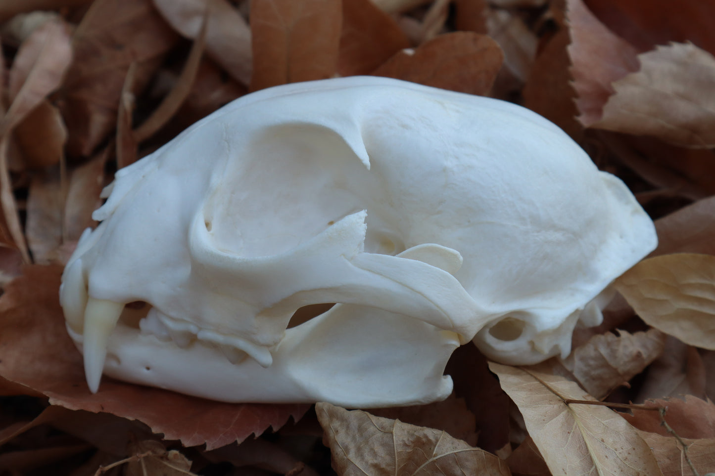 Alaskan Lynx Skull