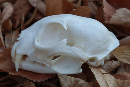 Alaskan Lynx Skull