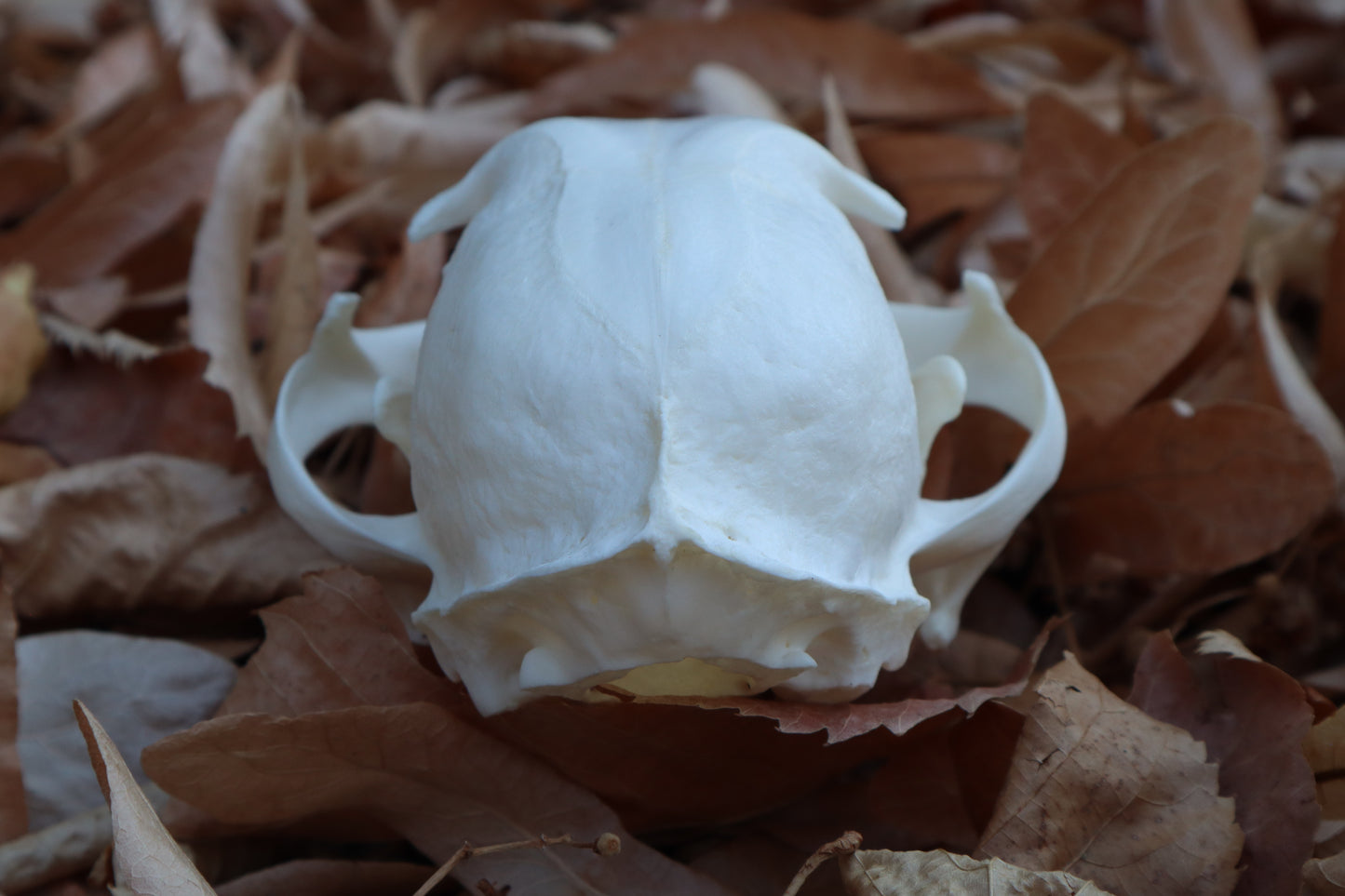 Alaskan Lynx Skull