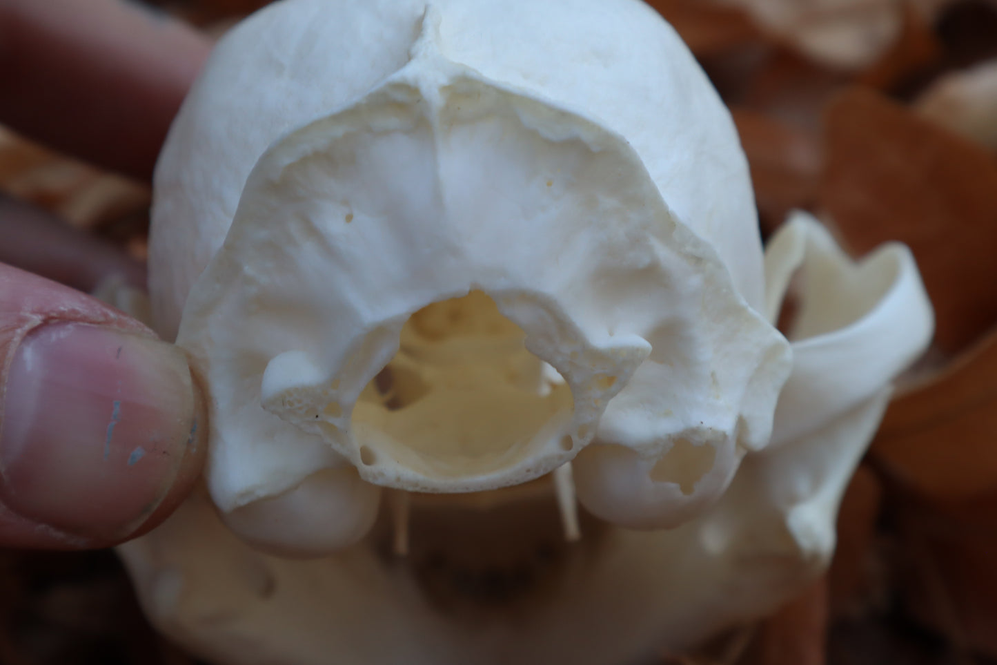 Alaskan Lynx Skull