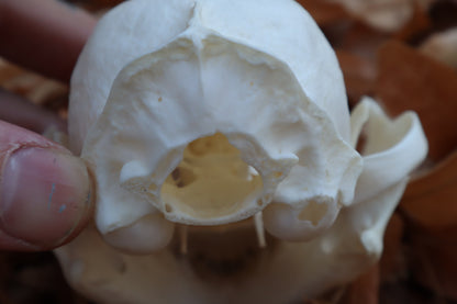 Alaskan Lynx Skull