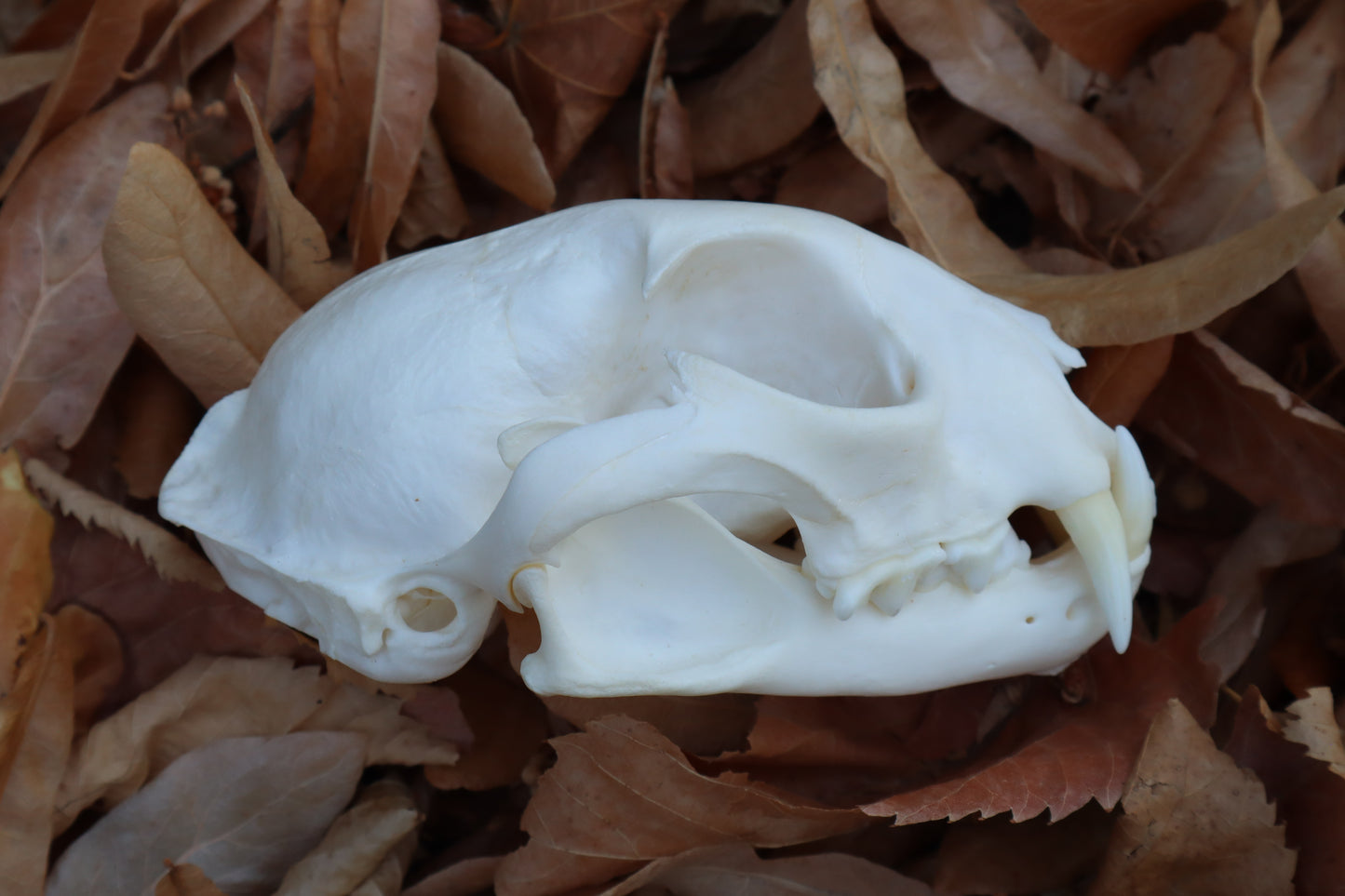 Alaskan Lynx Skull