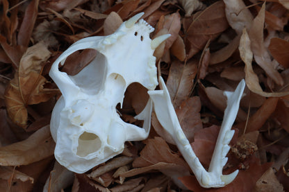 Alaskan Lynx Skull