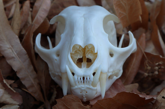 Alaskan Lynx Skull