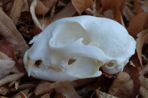 Alaskan Lynx Skull