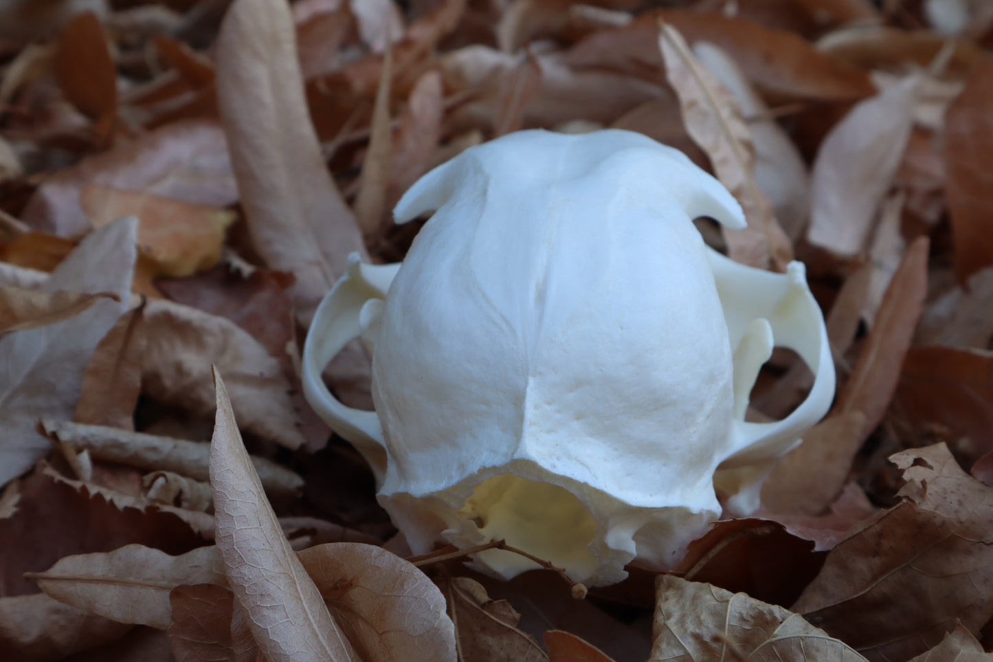Alaskan Lynx Skull