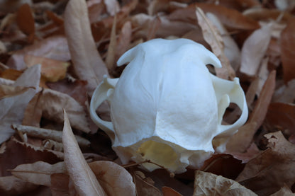 Alaskan Lynx Skull
