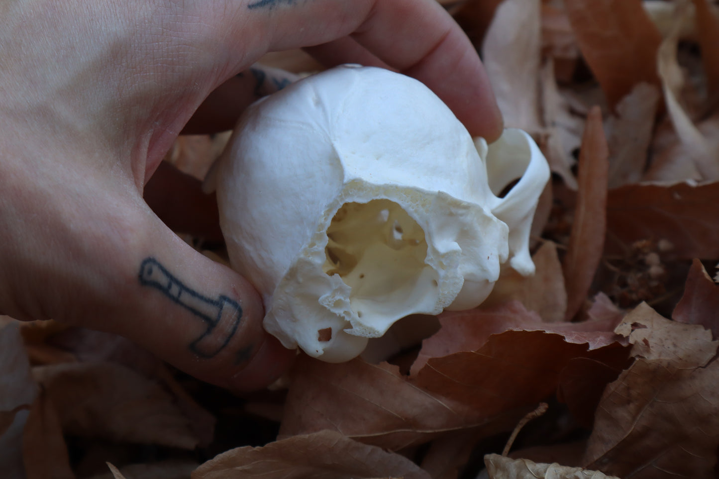 Alaskan Lynx Skull