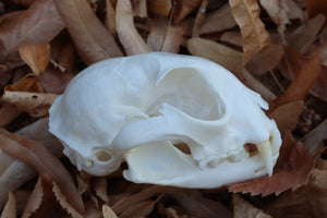 Alaskan Lynx Skull