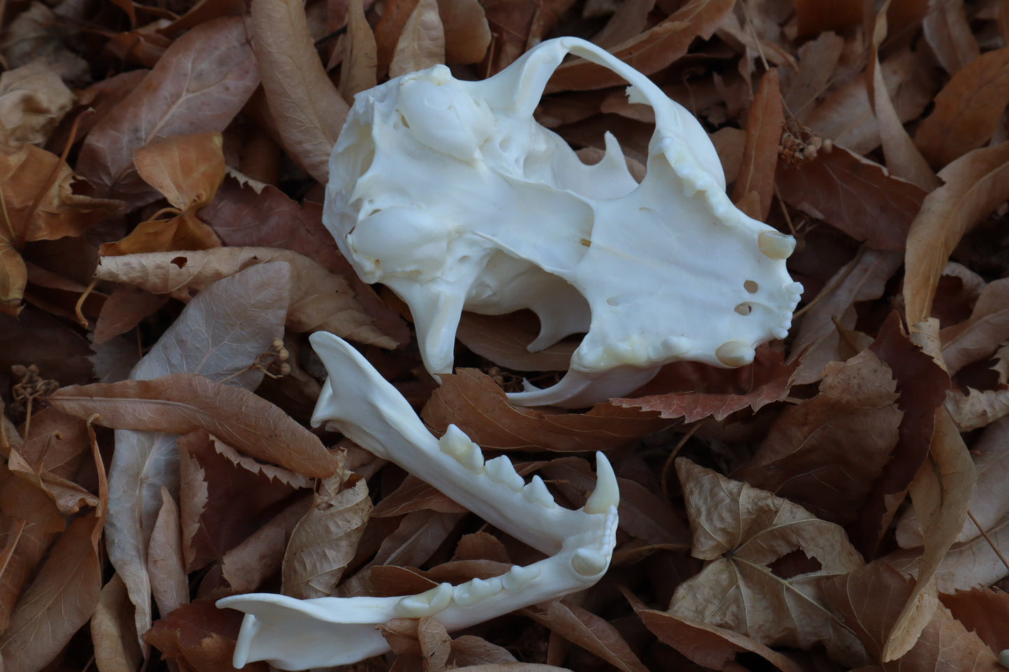 Alaskan Lynx Skull
