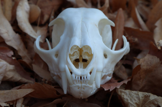 Alaskan Lynx Skull