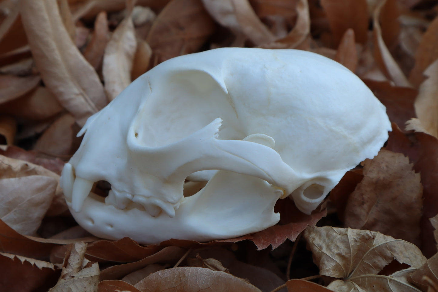 Alaskan Lynx Skull