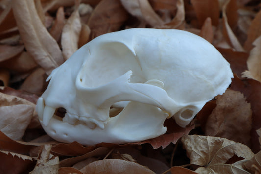 Alaskan Lynx Skull