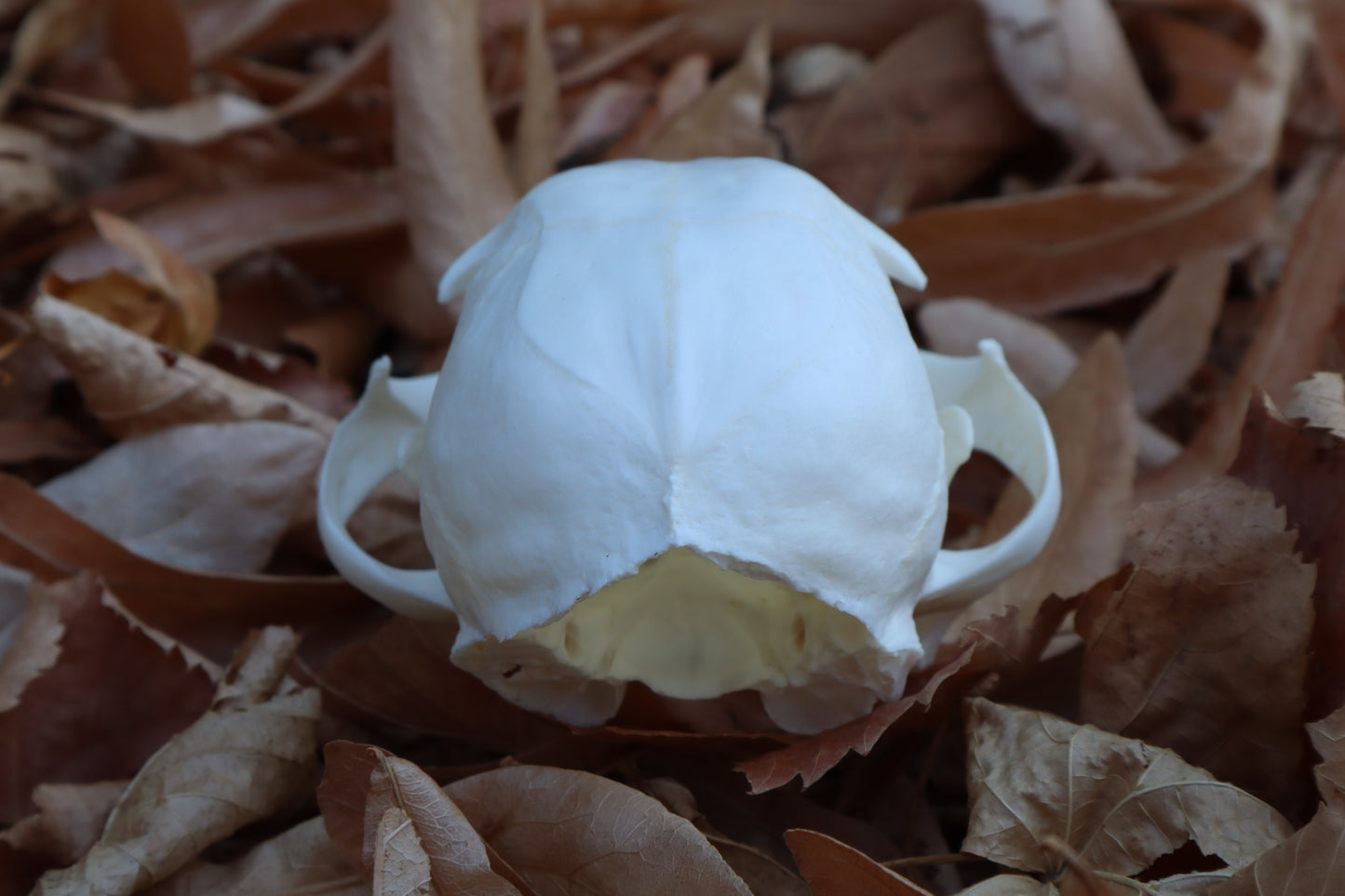 Alaskan Lynx Skull