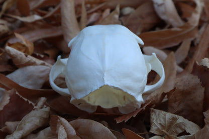 Alaskan Lynx Skull
