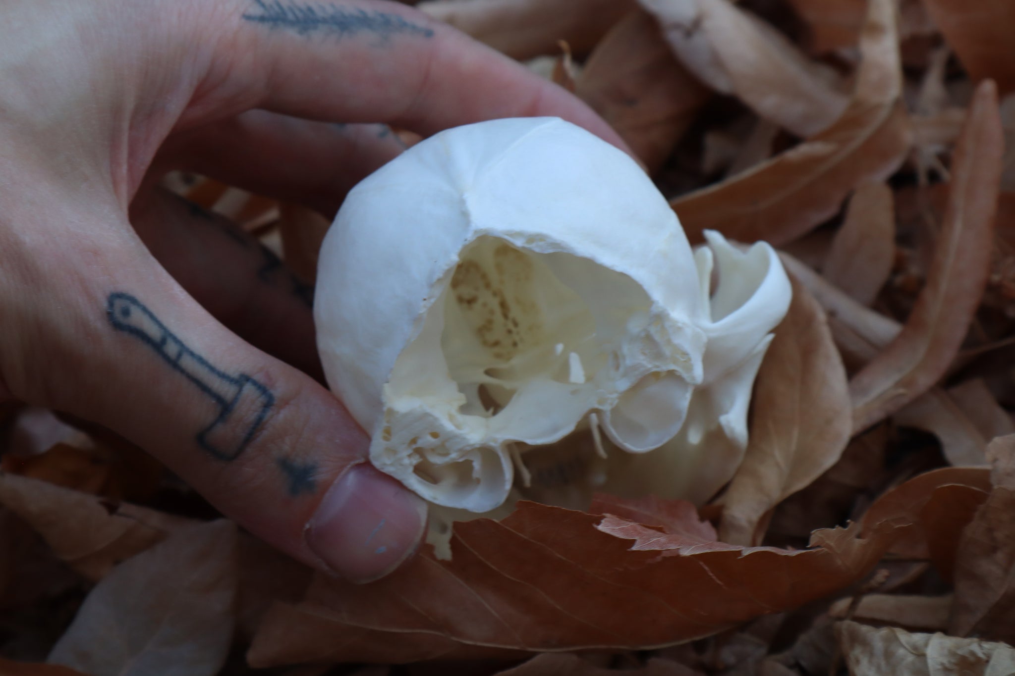 Alaskan Lynx Skull