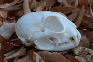 Alaskan Lynx Skull