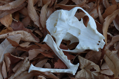 Alaskan Lynx Skull