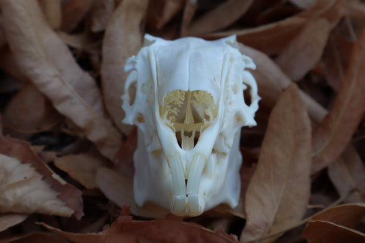 Jack Rabbit Skull
