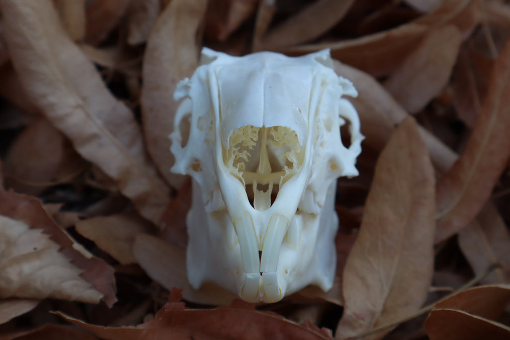 Jack Rabbit Skull