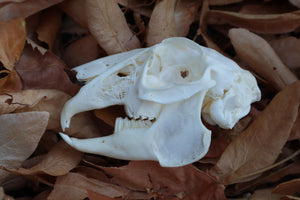 Jack Rabbit Skull